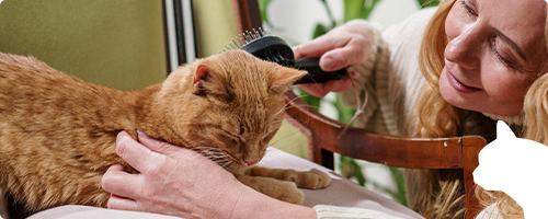 Blog: Come curare il pelo del mio gatto?